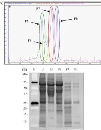Fig. 3. Separation of high abundant urinary proteins by FPLC analysis using Superose 6 gel filtration chromatography