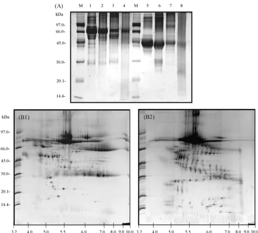 Fig. 4. Deglycosylation of glycoproteins in normal human serum by chemical method, (A) SDS-PAGE gel of deglycosylated proteins in serum samples