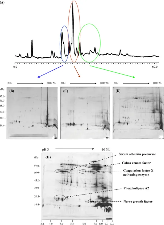 Fig. 6. Multidimensional chromatography of Naja naja kaouthia venom using RP-HPLC and 2DE analysis
