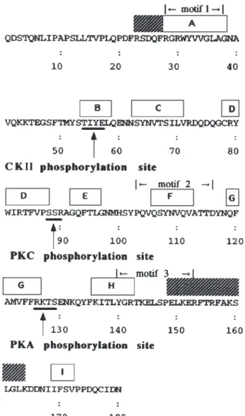 Fig. 1. The potential phosphorylation sites of protein kinases on 24p3 protein and its predicted secondary structure