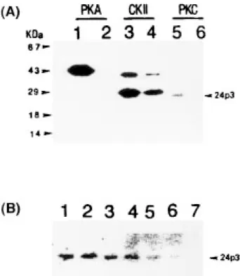 Fig. 2. In vitro phosphorylation of 24p3 protein by kinases. (A) Each kinase was incubated alone (lanes 2, 4, 6) or in the presence of the 24p3 protein (lanes 1, 3, 5) and the  32 P-incorporation to the protein (20  ␮M) was detected on the autoradiogram af