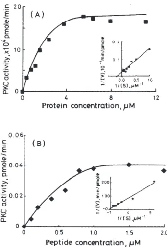 Fig. 3. The kinetics of PKC for the phosphorylation of 24p3 protein.