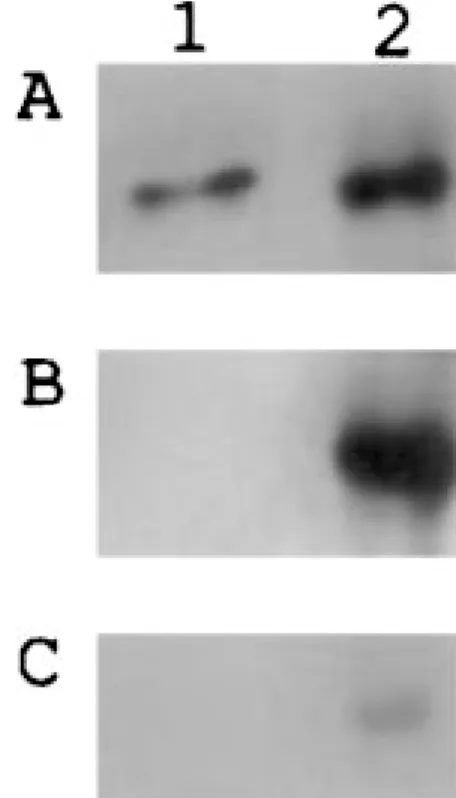 Fig. 4. Effect of 24p3 protein on the PKA activity. The 0.25 pmole PKA activity was determined (cf