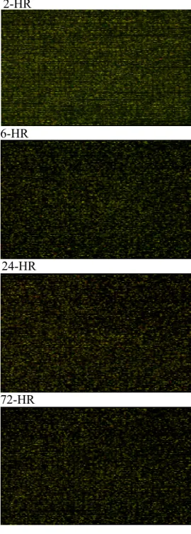 Fig 2. The colorimetric image of cDNA  microarray hybridization chips with  20,500 genes showed uneven changed  patterns before 2, 6, 24, and 72 hours  after 70% partial hepatectomy