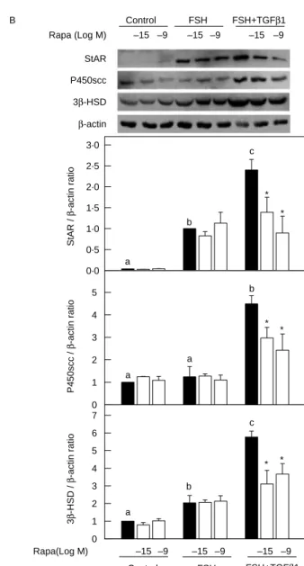 Figure 9 Effect of mTORC1 inhibitor on FSH and TGFb1-regulated mTORC1 activity and StAR protein, P450scc, 3b-HSD enzyme levels in rat granulosa cells