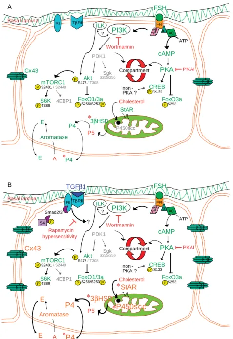 Figure 11 A proposed model regarding the molecular signaling of FSH and TGFb1-stimulated steroidogenesis in rat ovarian granulosa cells.