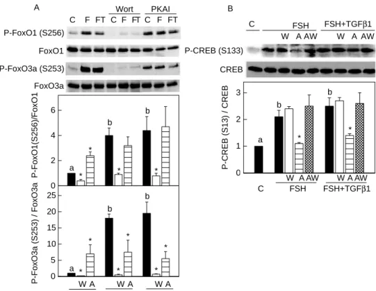 Figure 7 Effect of PKA and PI3K signaling inhibitors on FSH and TGFb1-regulated transcription factors of PI3K and PKA downstream in rat granulosa cells