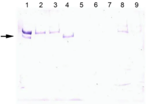 Fig. 2. Western blot analyses of CP in various P. monodon tissues. Extracts containing 20 mg proteins were loaded onto the gel; Lane 1, purified CP (positive control); lane 2, haemolymph; lane 3, central nervous system; lane 4, gill; lane 5, heart; lane 6,