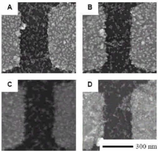 Fig. 12. The FE-SEM of the different concentrations of targets (A) 1 nM, (B) 10 pM, (C) 100 fM, and (D) 1 fM.
