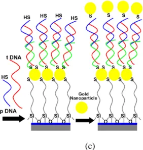 Fig. 3. The chemical procedures for immobilization of the biomolecules.