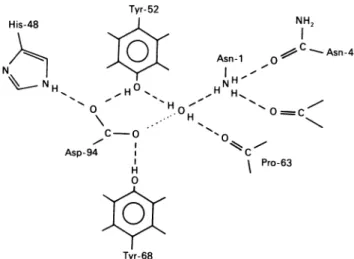 Fig. 8. Schematic representation of a proposed hydrogen-bonded network in the /8,-BuTX
