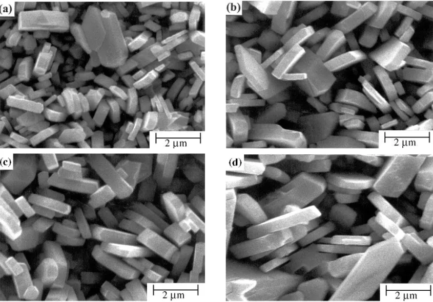 Fig. 10. Appearance of intermetallic slabs formed at the Sn-20In-2.8Ag/Ni interfaces after selective etching away of the unreacted solder
