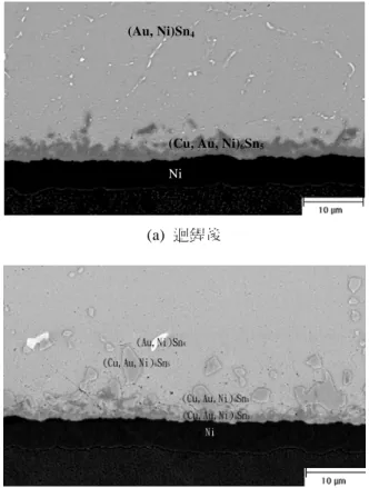Fig. 3  Morphology of the Sn-0.9Cu solder joint of  the BGA package after (a) reflow; (b) aging  at 150°C for 300 hours  ஧ૻޘ੼྿ 8.4NĄ൒҃ޢᜈд 150°Cॡड़఍ந 300h ޢĂࣧАҜٺዤᐁ̰ొ۞ (Au,Ni)Sn 4 ̬ܛᛳົаזࠧ ࢬ఍ĂֹࣧАࠧࢬ̝̬ܛᛳᆸ̰Auӣณ೩੼˘ࢺ  (ဦ 3(b))ĂѩॡซҖଯ஧ྏរΞ൴ன׎৔ᕝҜཉڻ඾ࠧࢬ ۞̬ܛᛳᆸĂତᕇૻޘϺ಼̂ࢫҲҌ 