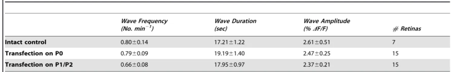 Table 1. Comparison of wave characteristics following transfection.