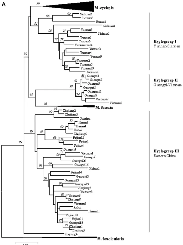 Fig. 2. Neighbor-joining tree illustrating the phylogenetic relationship among the 124 mtDNA CR haplotypes of the four Macaca species in the fascicu- fascicu-laris species group