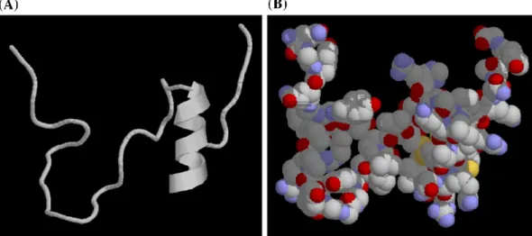 Fig. 4. Pedicted three-dimensional structure of penaeidin-5. (A) The structure of the full-length peptide was prepared using MODELLER and shows a CS αβ-type α-helix structure in the carboxy-terminal region