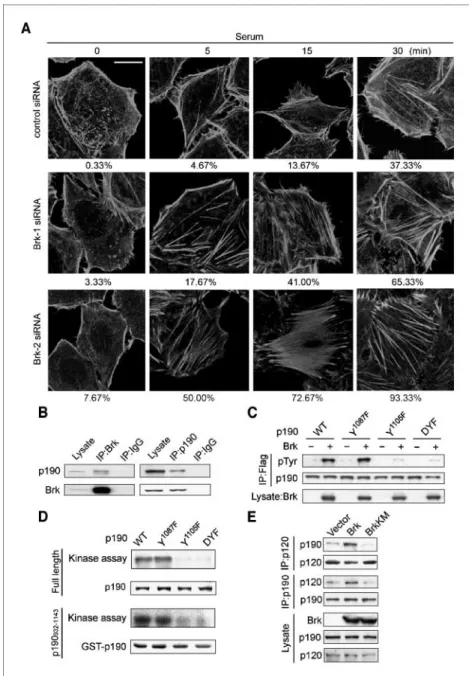 Figure 1. Brk regulates actin cytoskeletons and phosphorylates p190. A, HeLa cells expressing various siRNAs, as indicated, were serum-starved and then stimulated with serum for indicated time periods.