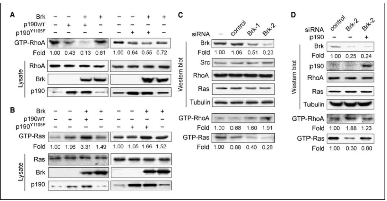 Figure 2. Brk synergizes with p190 to promote Rho inactivation and Ras activation. A, HeLa cells were transfected with Brk and/or various forms of p190