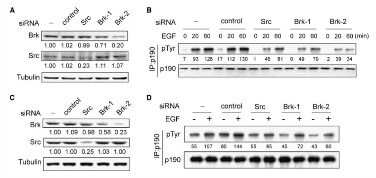 Figure 3. Brk mediates EGF-induced p190 phosphorylation in human cancer cells. A431 cells ( A) or T47D cells (C) were infected with lentivirus carrying control siRNA, Src siRNA, or Brk siRNAs, as indicated