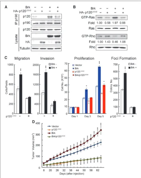 Figure 6. Disruption of p190/p120 complex blocks Brk-stimulated proliferation, migration, invasion, transformation, and tumorigenic functions.