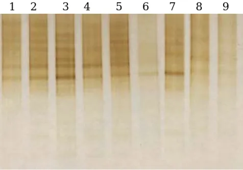 Fig. 6. Comparison of microbial diversity of Fu-Shan forest by PCR-DGGE profile  system