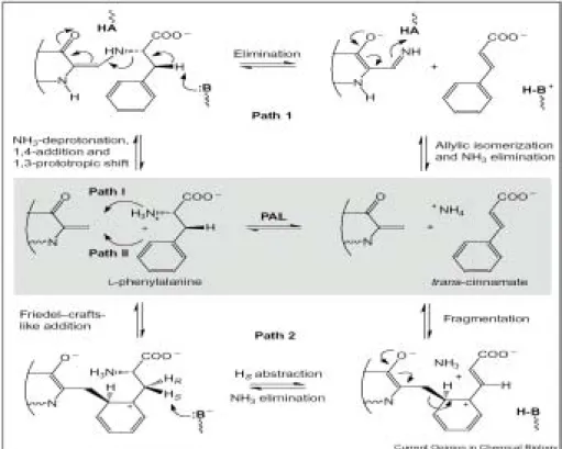 Figure 4.  Predicted mechanisms for the PAL reaction. (Popple, 2001) 