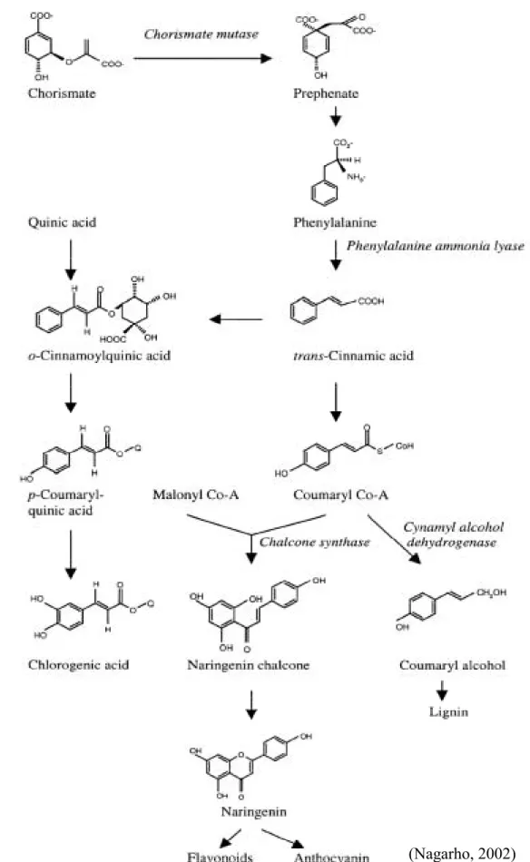 Figure 1.  Pathways for biosynthesis of phenylpropanoid products derived from  phenylalanine ammonia-lyase