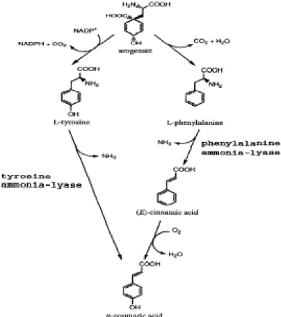 Figure 2.  Two alternative pathways of  p -coumaric acid formation. 