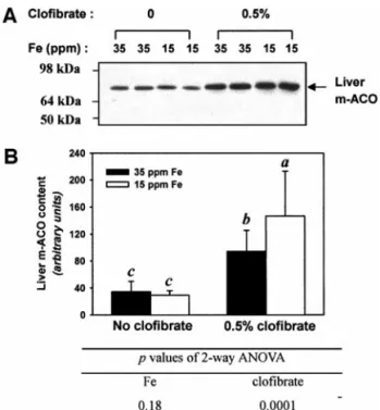 FIG. 3. Mitochondrial aconitase (m-ACO) protein level in the rat liver as affected by a low-iron diet and clofibrate treatment