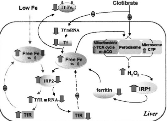FIG. 6. Iron homeostasis in the liver affected by a low-iron diet and clofibrate treatment