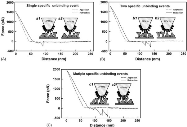 Fig. 3. Force–distance curves of the glucagon–anti-glucagon system with (A) mono-, (B) di-, and (C) multi-unbinding events (pull-off steps) recorded in pH 7 solution at a pulling velocity of 166.7 nm/s, which may be attributed to (A) a single, (B) sequenti