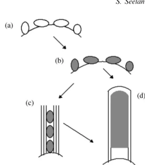 Fig. 3. Probable growth stages of carbon nanotubes from amorphous carbon and Co/Na-Y: Cobalt nanoparticles on the Na-Y support surface (a), form super-saturated metal-carbon solid solution at high-temperature and low-pressure conditions (b), leading to the