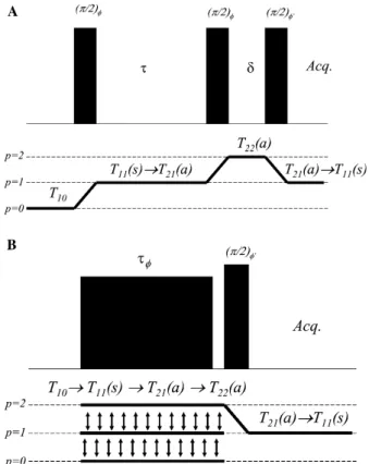 Fig. 1. The pulse sequence and coherence-transfer pathway for (A) DQF NMR. The phase cycles for the various components of the pulse sequence are as follows: / = (X, Y, X, Y, X, Y, X, Y, X, Y, X,