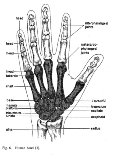 Fig. 6.  Human  hand  [3]. 