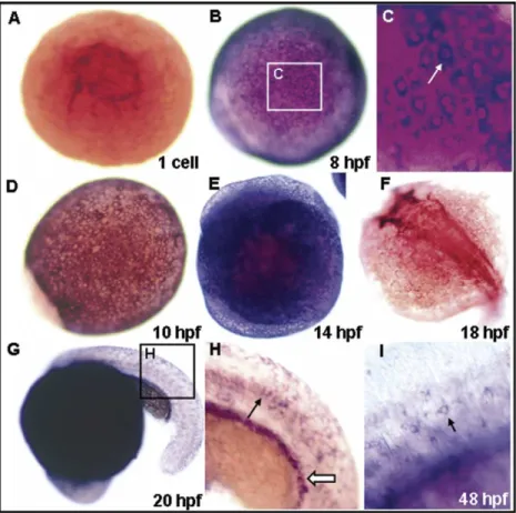 Fig. 1. Cytokeratin 18 (K18) expression during early embryonic stages. (A) At the one-celled stage, dorsal view