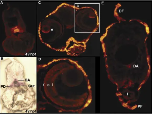 Fig. 4. (A–E) Red fluorescent protein (RFP) expression patterns of transgenic lines in the adult fish