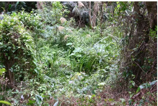Fig. 2. Natural population of Phymatosorus longissimus in Mudan, Pingtung Co.