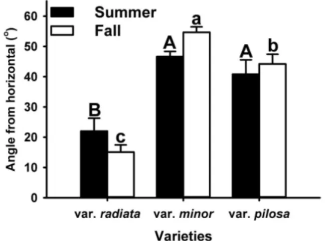 Table 4.  Effect of season or/and variety on shoot biomass  allocation of Bidens pilosa