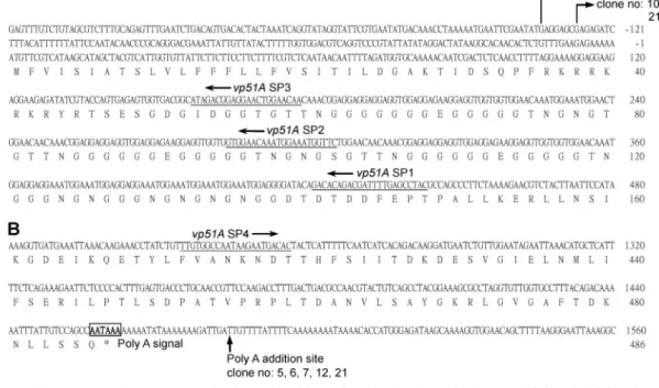 FIG. 3. Determination of VP51A’s location in the WSSV virion.