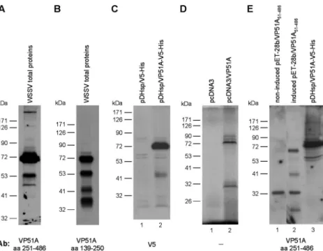 FIG. 5. Molecular masses of the VP51A protein. (A and B) Total proteins from WSSV virions were probed with antibodies to either the C-terminal (aa 251 to 486) (A) or midsequence (aa 139 to 250) (B) region of VP51A