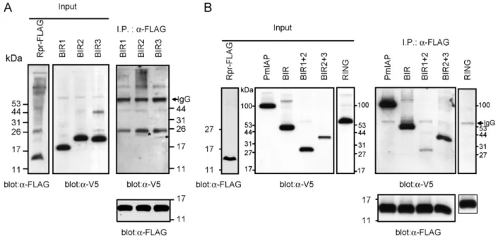 Fig. 9 In vitro binding assay to map the region[s] important for PmIAP to interact with Rpr