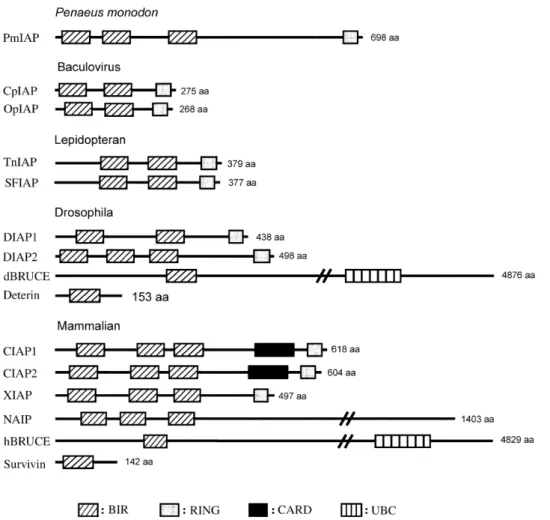 Fig. 1 Schematic representation of the structural motifs of PmIAP and several other IAP proteins