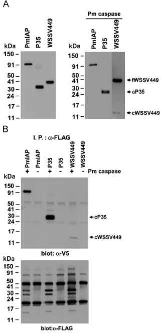 Fig. 8 Pm caspase binds to and cleaves WSSV449. (A) Expression of PmIAP, P35 and WSSV449 in SF-9 cells in the presence (right panel) or absence (left panel) of coexpressed Pm caspase