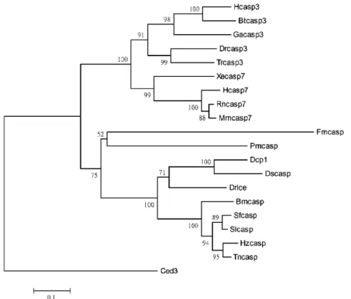 Fig. 2 Phylogenetic relationships among various effector caspases. A neighbor-joining distance tree comparing the p20 and p10 domains of these caspases is shown