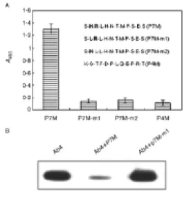 Fig. 3. ELISA reactivity of synthetic peptide  corresponding with selected phage clone