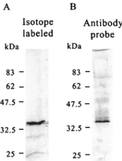 FIG. 2. The nucleotide sequence and deduced amino acid sequence of the WSSV vp35 gene