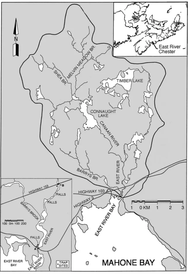 Fig. 1. Maps of the East River (Chester, Nova Scotia, Canada) showing location along the Atlantic coast of Nova Scotia, tributary  rivers and elver trap sites at (A) river mouth and (B) Highway 103 culvert on main stem