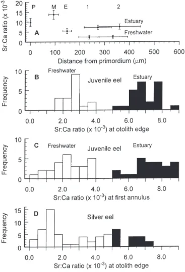 Fig. 2. Anguilla rostrata. (A) Mean Sr:Ca ratios and distances (± SD) along the otolith radius from the primordium (P), metamorphosis check (M), elver check (E), and the first (1) and second (2) annuli for juvenile American eels entering freshwater as an e