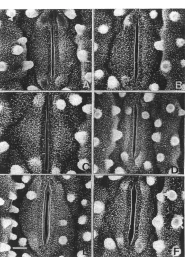 Table 2 Average width of stomata on the abaxial surface of the third leaf of rice seedlings