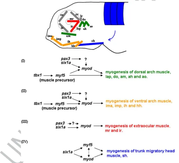 Fig. 8. Regulatory network model for tbx1, six1a, pax3, myf5 and myod, which are involved in the craniofacial muscle development of zebraﬁsh embryos